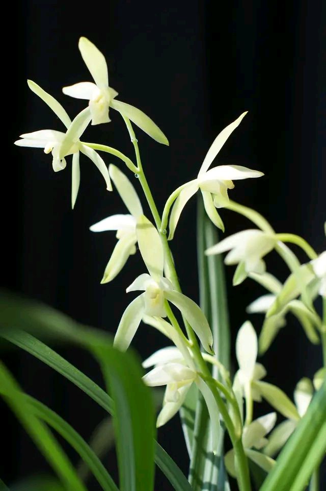 这8种花你不要乱浇水,新手种花品种推荐