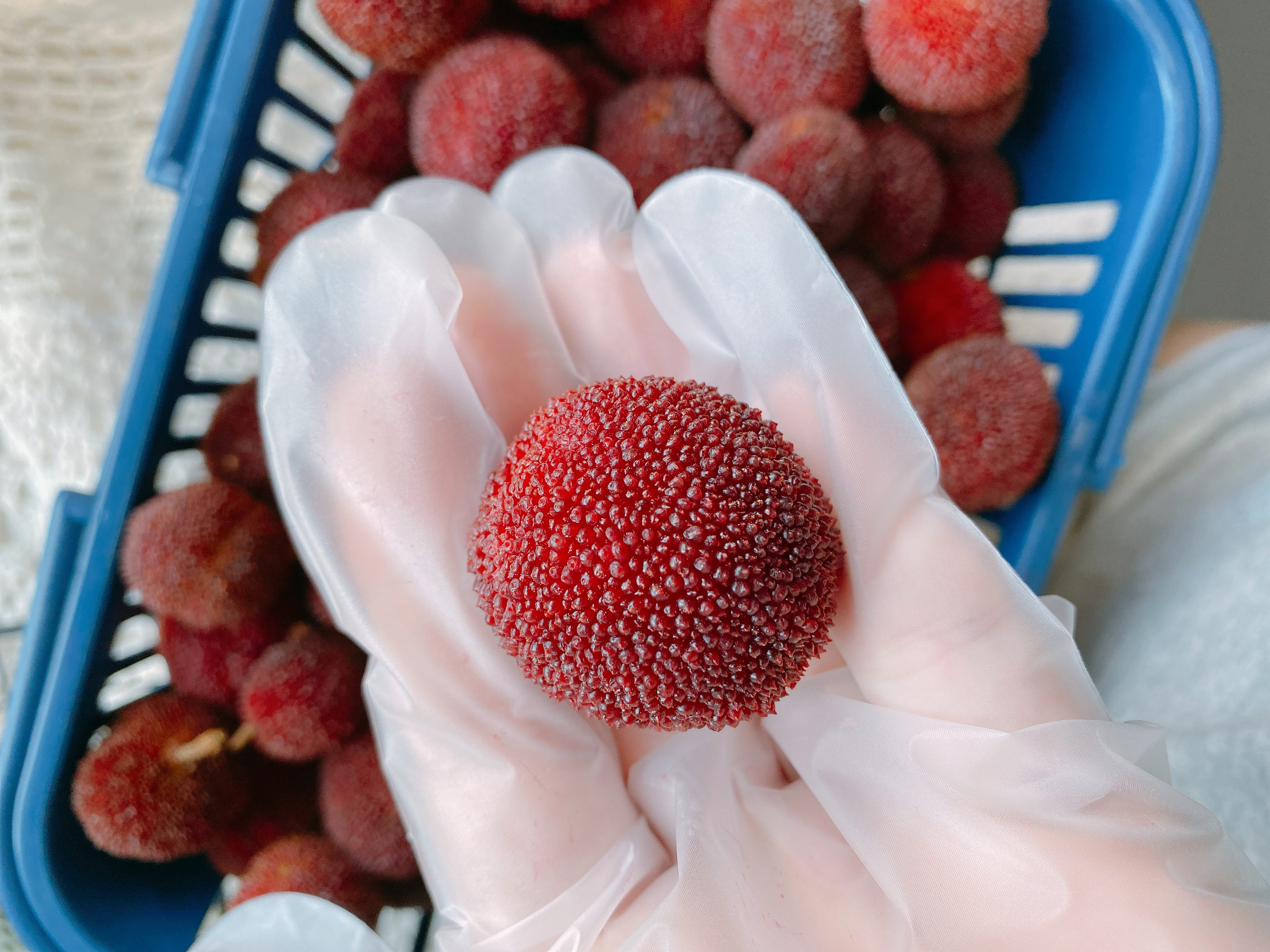 泡杨梅酒的教程十斤酒放多少杨梅,老品种杨梅泡制方法