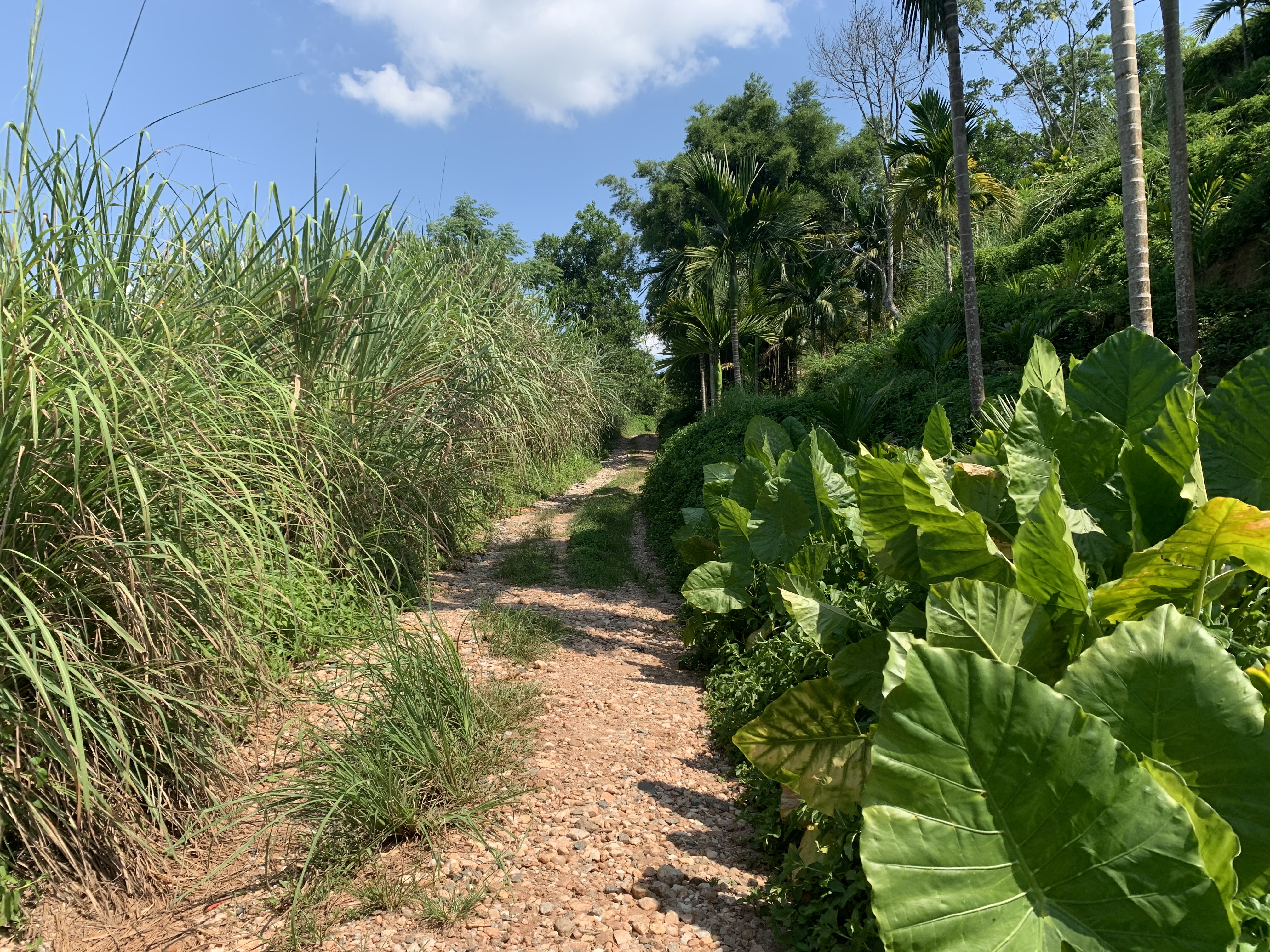 屯昌羊角岭水晶矿现在还能去吗,海南水晶矿遗址