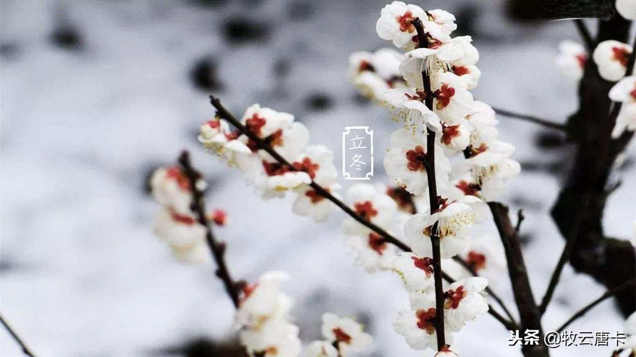 秋风吹尽旧庭柯黄叶,秋风吹尽旧庭柯全文