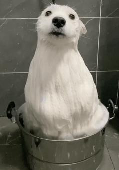 “战斗力爆表”的5种狗狗,狗狗中哪些狗既听话又乖巧