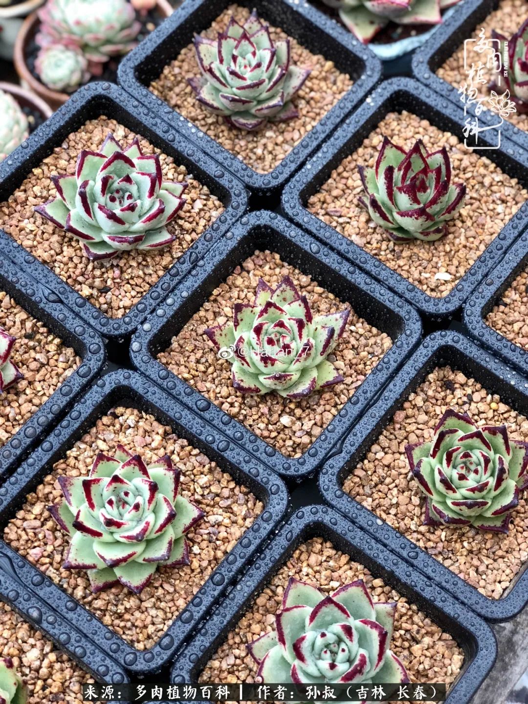 与多肉一起成长,与多肉相伴