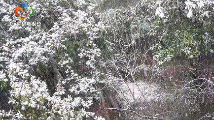 2018年1月武汉大雪,湖北武汉下大雪了吗