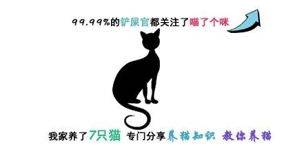 猫咪呕吐一般要怎么处理,猫咪呕吐严重怎么办
