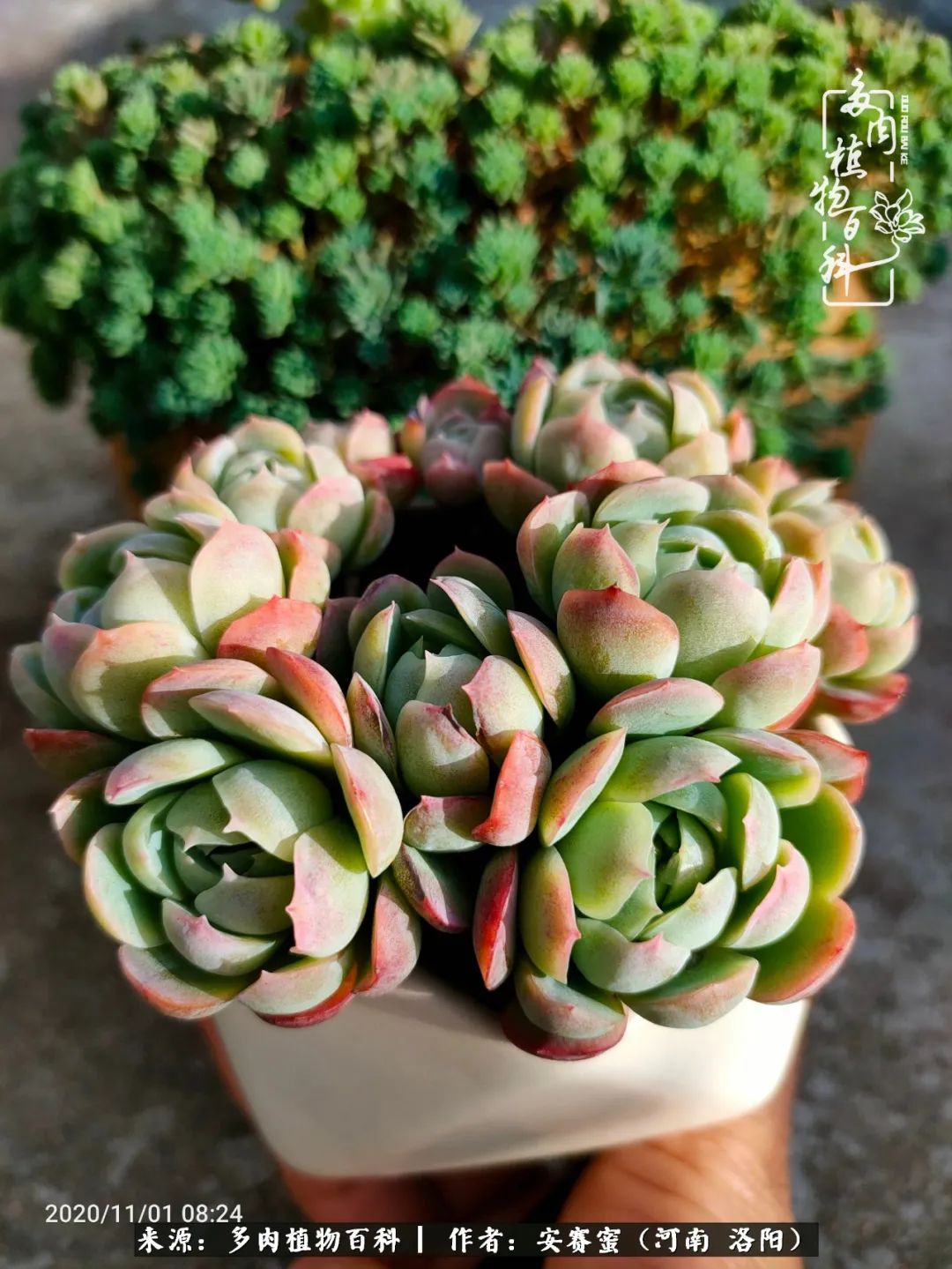 现在是多肉最美的季节,多肉最美的季节来啦