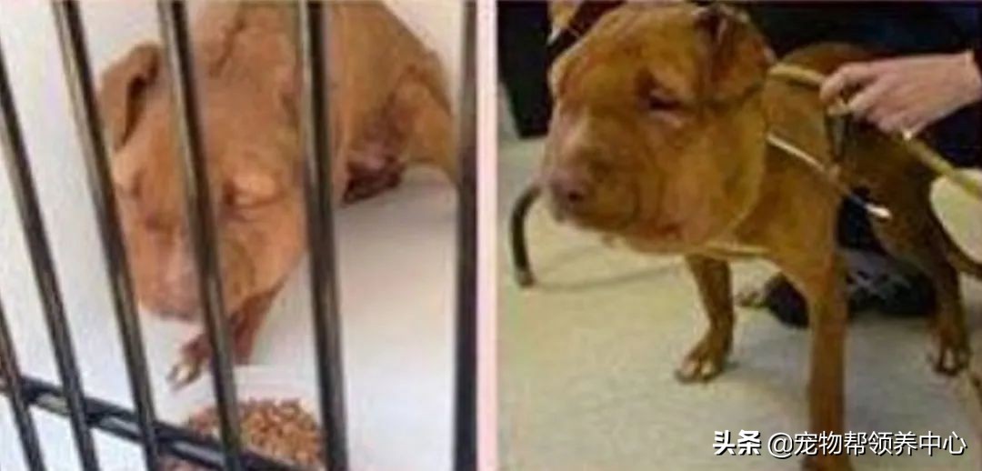 狗狗耳朵肿了会是蜜蜂蛰的吗,狗狗被蜜蜂蛰得肿成了包子头