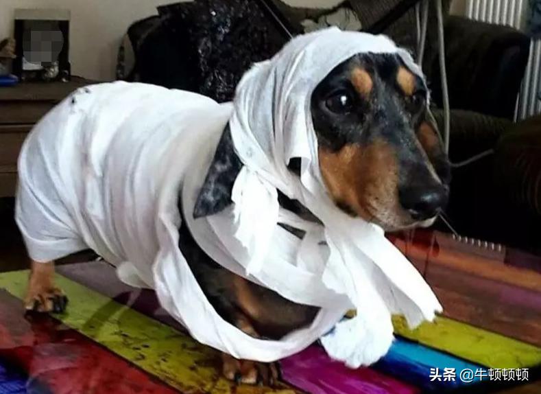 吃泡面多了会不会变木乃伊,面条吃多了能变成木乃伊吗