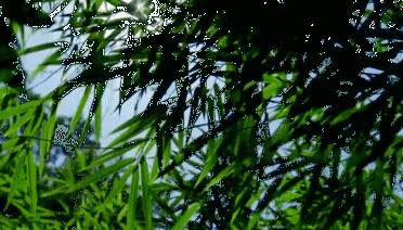 最美的中国舞蹈,有一种美叫中国舞蹈