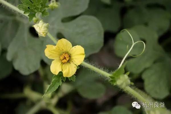 西瓜病虫害一本通表,西瓜红薯种植病虫害防治