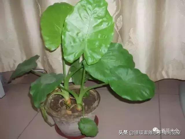 100种常见花卉植物图谱,100种花卉素描图谱