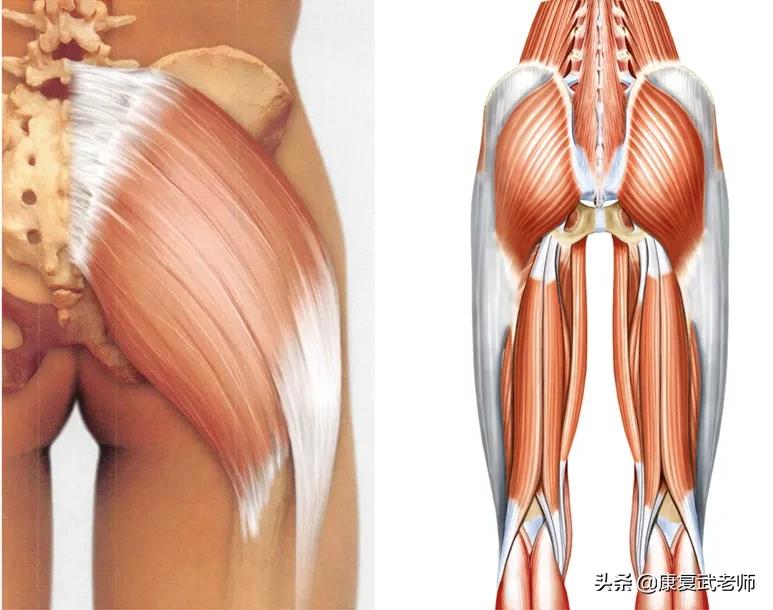 臀部肌群解剖,臀部肌功能解剖
