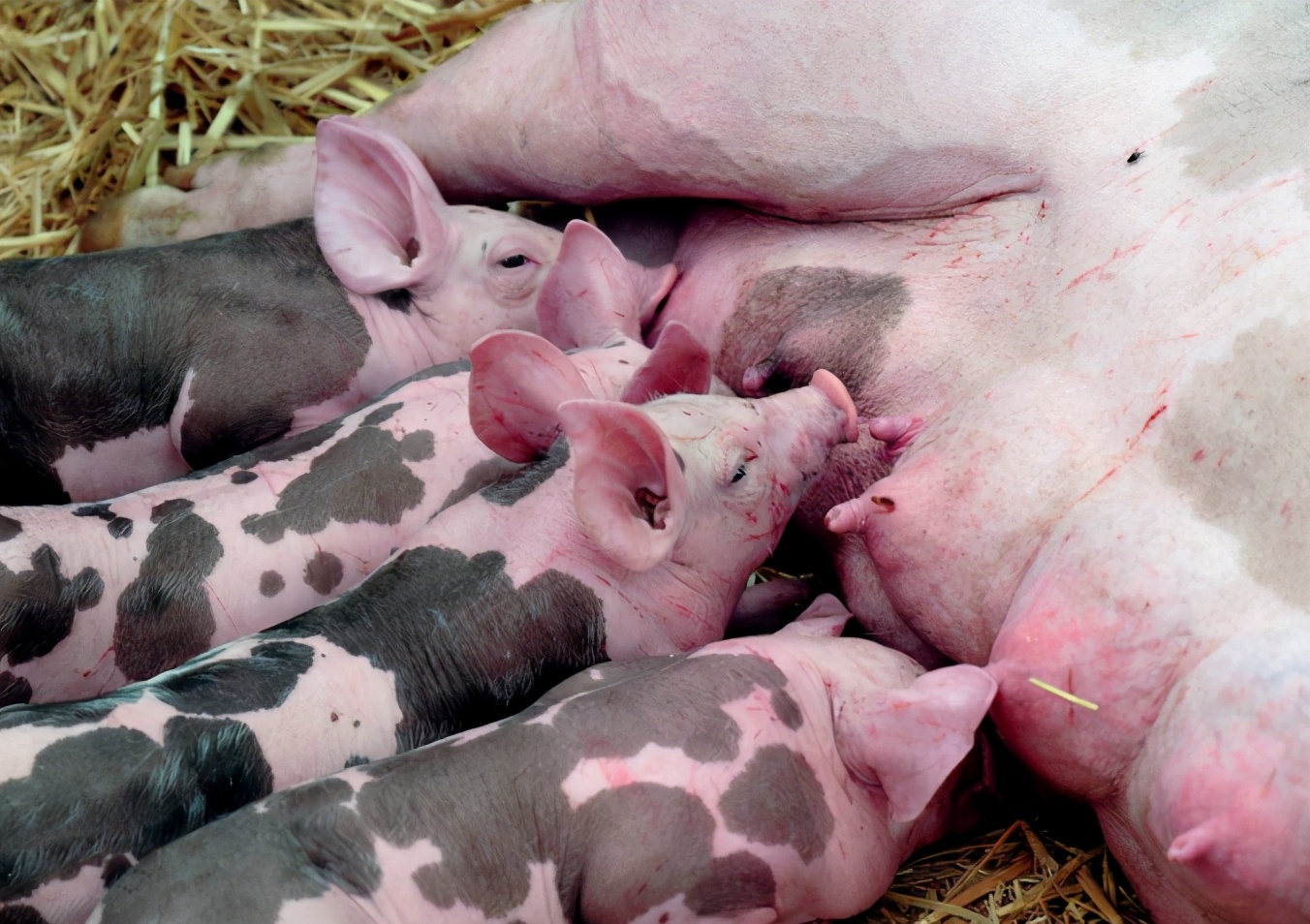 母猪产弱仔较多是什么原因,母猪推迟分娩的原因及处理措施