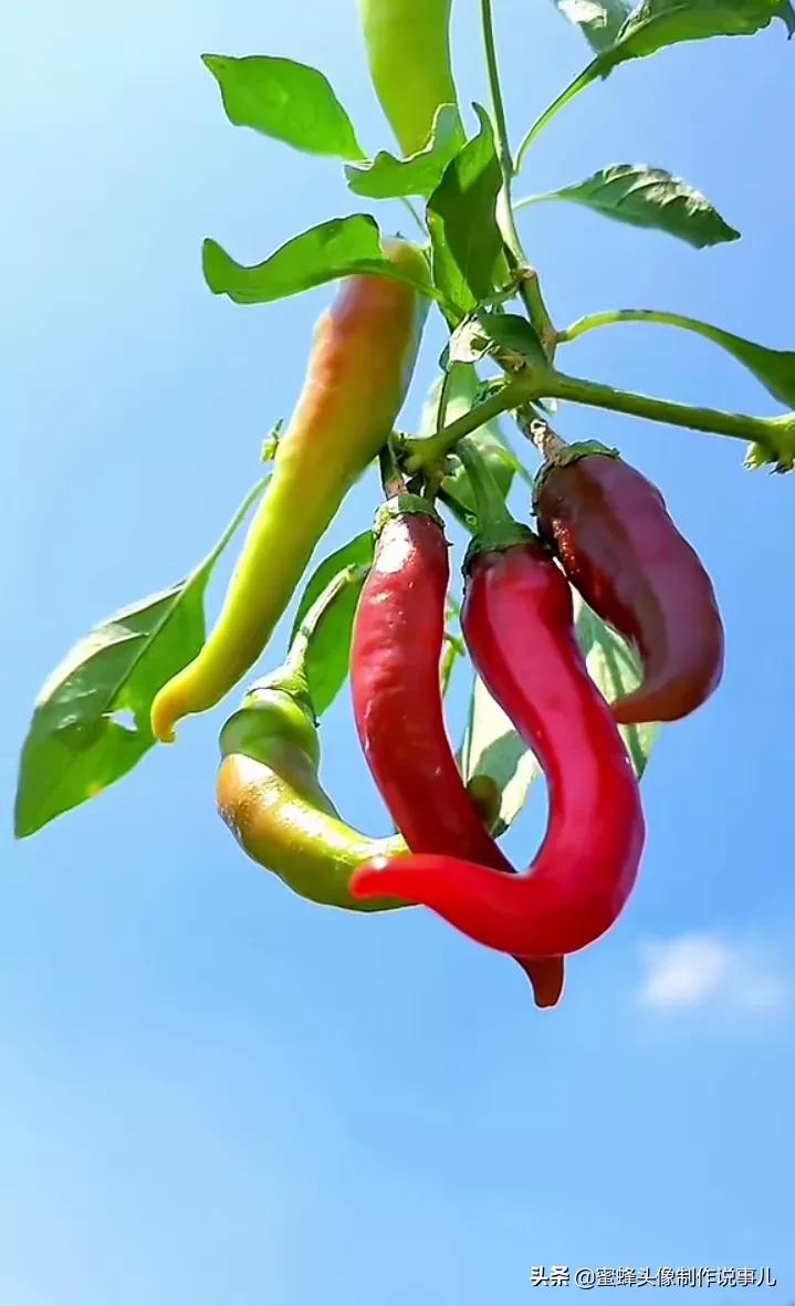 一花一世界唯美壁纸,独一无二的好看壁纸