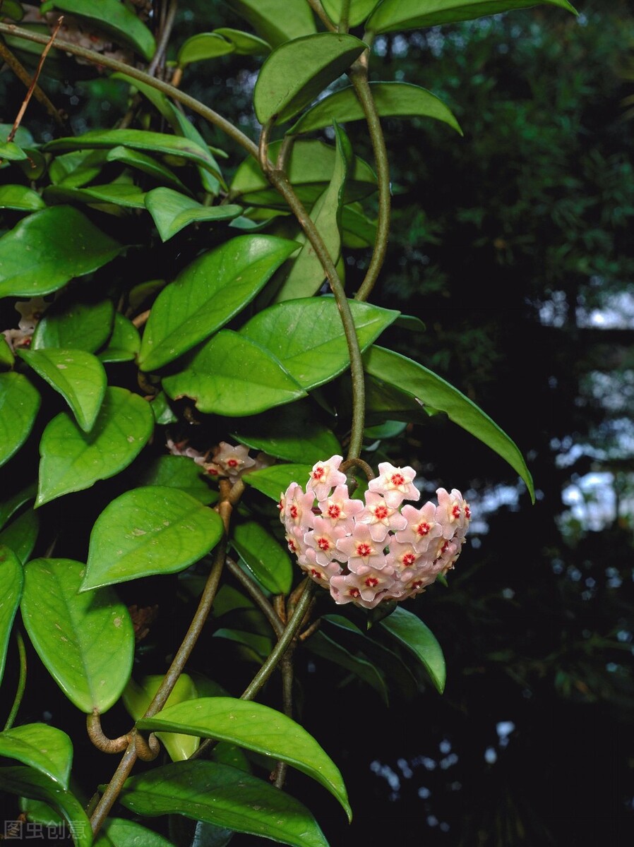 那些令人赞叹的庭院花卉,5种庭院生活方式的花卉