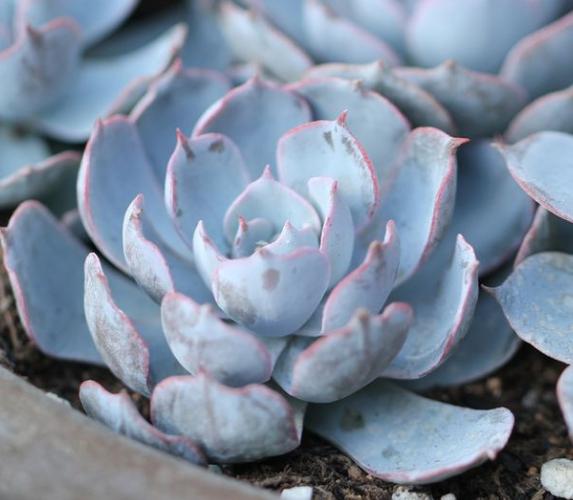 美丽的兰花怎么养活的呢,蓝石莲多肉植物怎么养