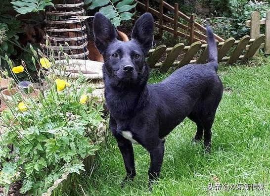 十种好养的宠物狗品种,100种可爱的狗