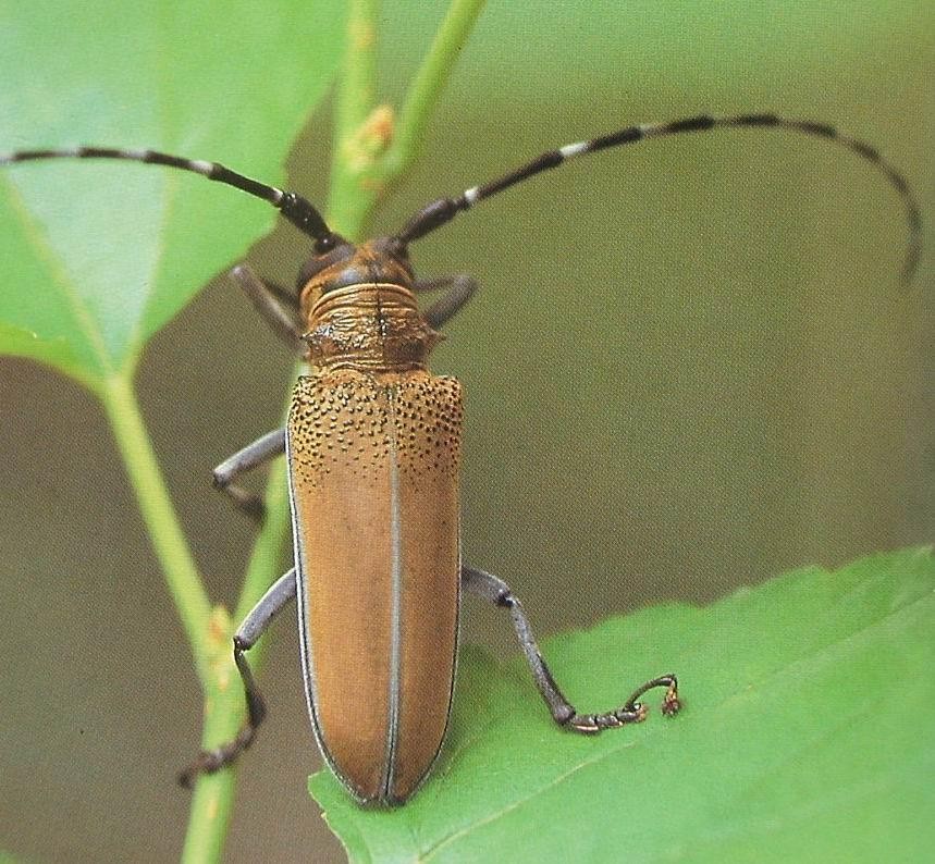 北方常见的昆虫科普知识大全集,南方动植物昆虫实物图鉴