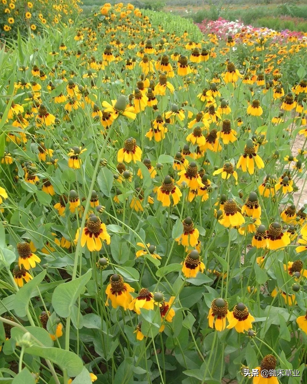 总有人间一两风，填我十万八千梦-松果菊