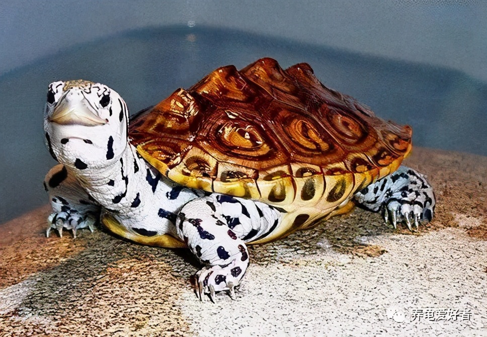 钻纹分类大全,钻纹基础知识