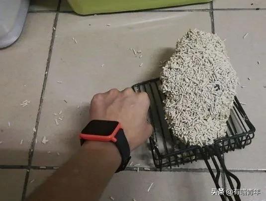 缅因猫看着很吓人但是很温柔,缅因猫真的有20万一只么