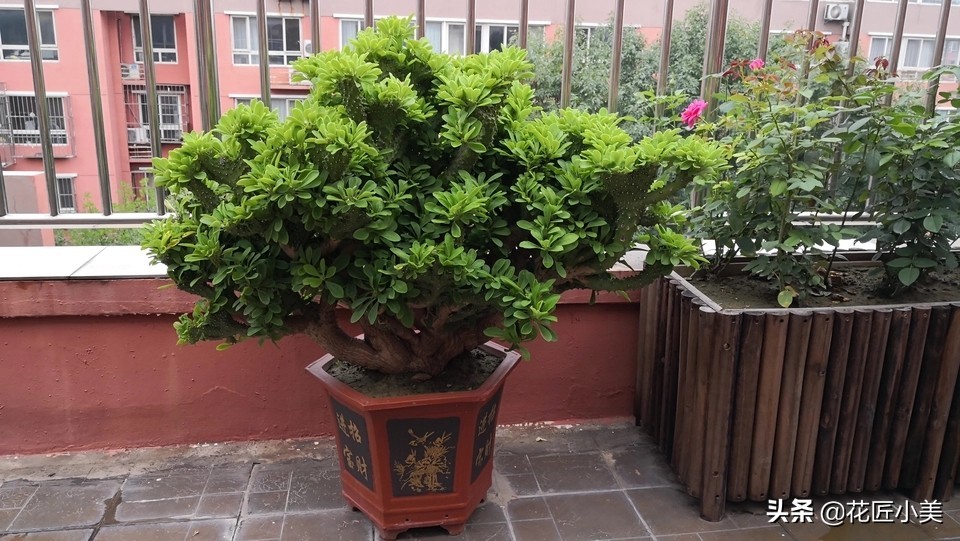 麒麟掌适合养什么植物,哪种麒麟掌盆栽旺