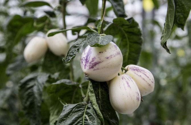 挑选哪种人参果比较甜,如何挑选好吃的人参果