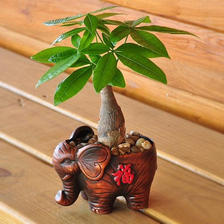 发财树主干腐烂怎么补救方法,发财树树枝变软腐烂咋挽救