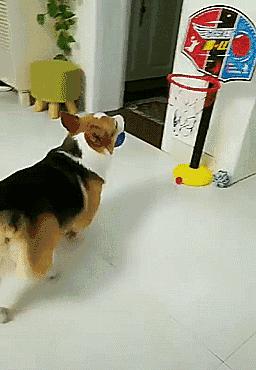 当你养了柯基时,等于拥有了挖掘基、战斗基、老司基等8只基