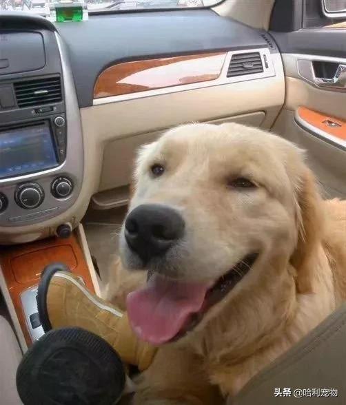 聪明金毛视频真实,为聪明的金毛点赞