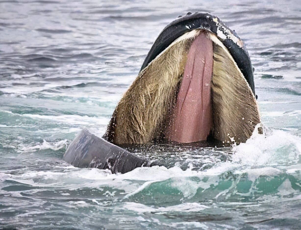 座头鲸上勾拳虎鲸,nga虎鲸vs座头鲸