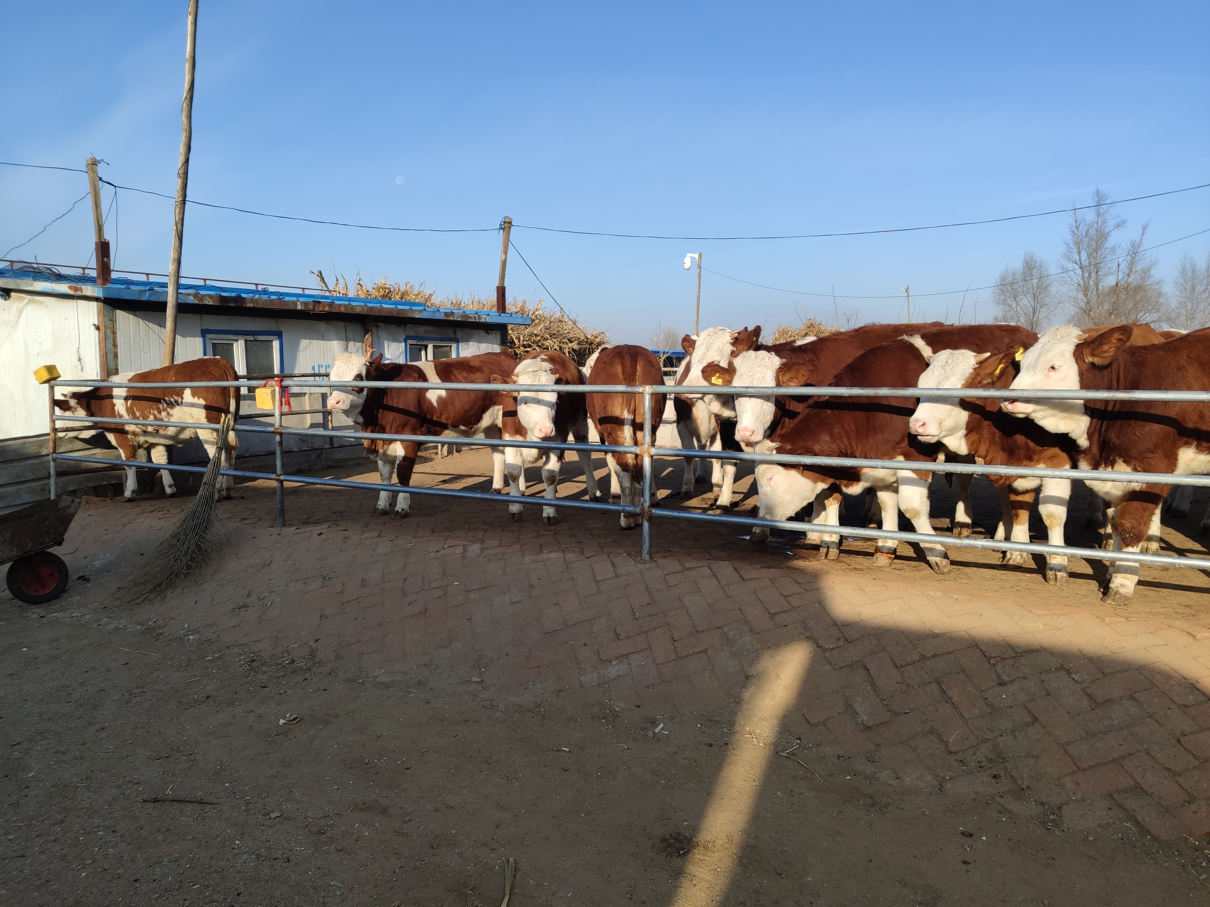 养牛人的粗心大意，造成了牛腿胯骨摔伤无法治疗，最后眼看着赔本