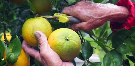 每天吃一只橙子营养够吗,橙子每天吃几个比较有营养