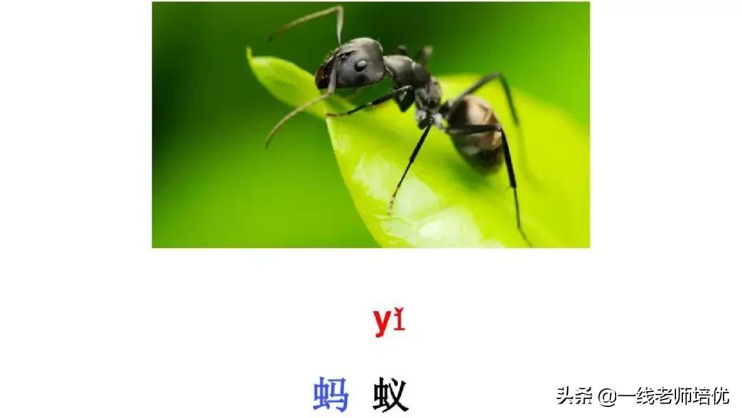 小学汉语拼音整体认读音节,小学汉语拼音整体认读音节视频