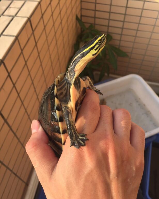 天气突然变冷可以给龟龟喂食吗,喂龟的胡萝卜要煮熟吗