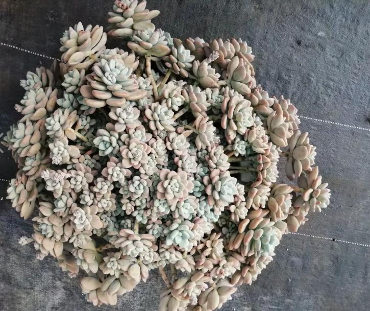 多肉养出状态来有多美？这102种多肉控养上色之后美呆了