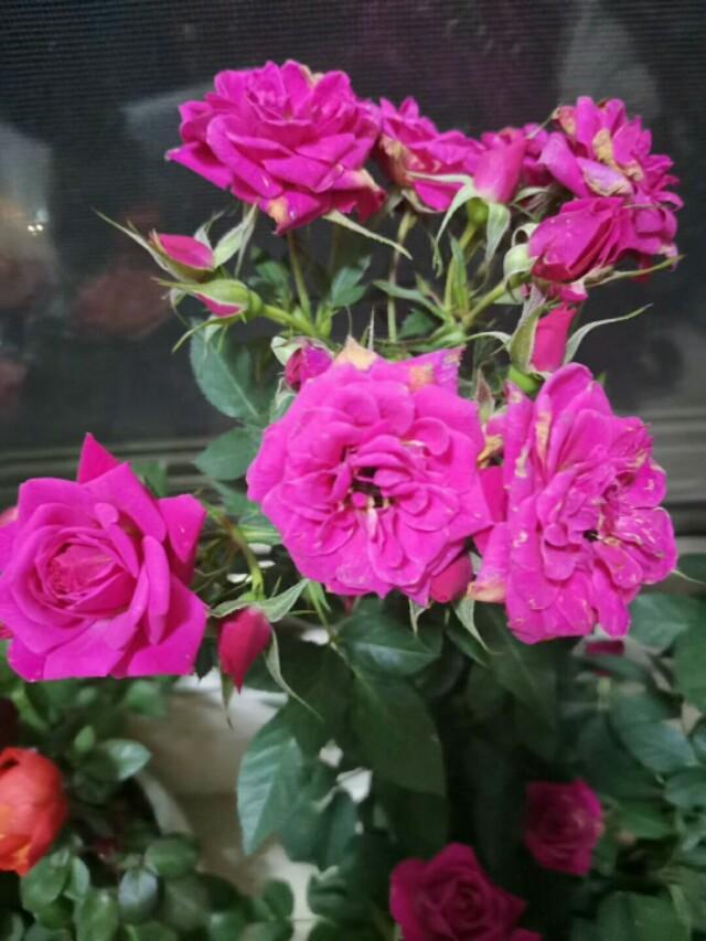 无话不谈的友谊会因为微商买卖而慢慢的发生变化？