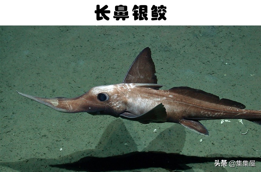 世界六种最罕见的鱼,6种奇特的鱼