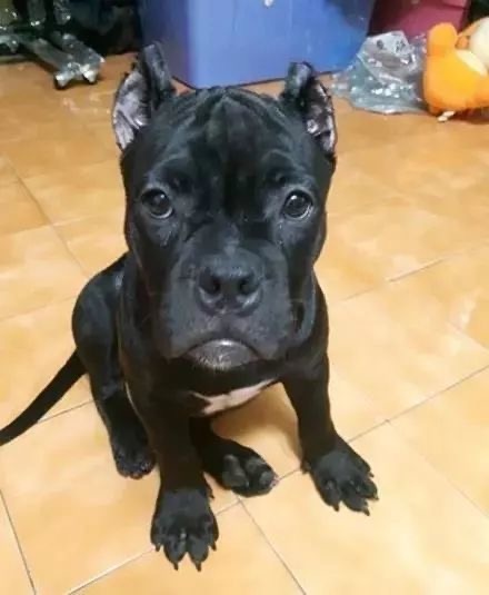 狗狗生理期突然来袭，铲屎官动手DIY，真是不给汪留一点情面