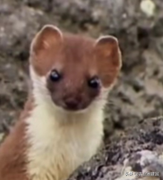 夜里狗狂吠不止,狗狗半夜狂吠不止主人不理