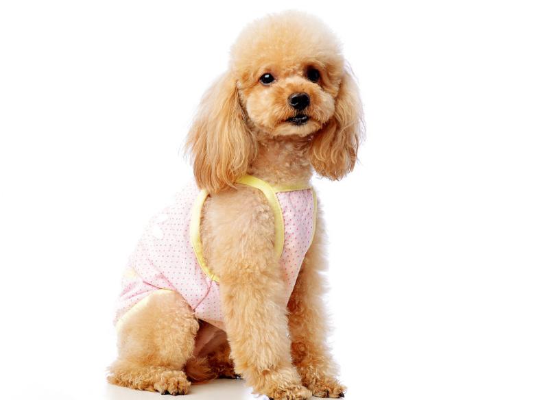 幼犬泰迪一顿吃多少,泰迪幼犬一天吃几顿最合适