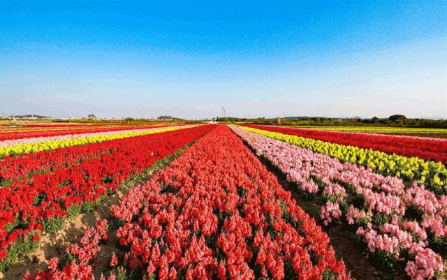 广州彩色油菜花田,广州最全浪漫花海打卡地点在哪里