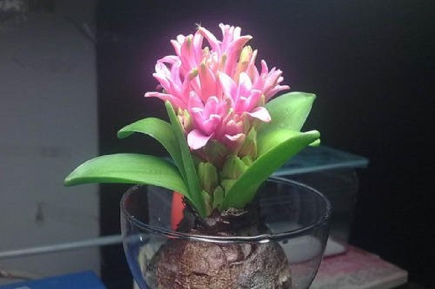 水养风信子如何快速长大,风信子怎样水养才能开花