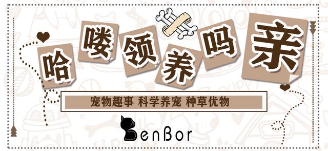 为什么不可以拽猫猫的尾巴,拽猫尾巴能引起什么后果