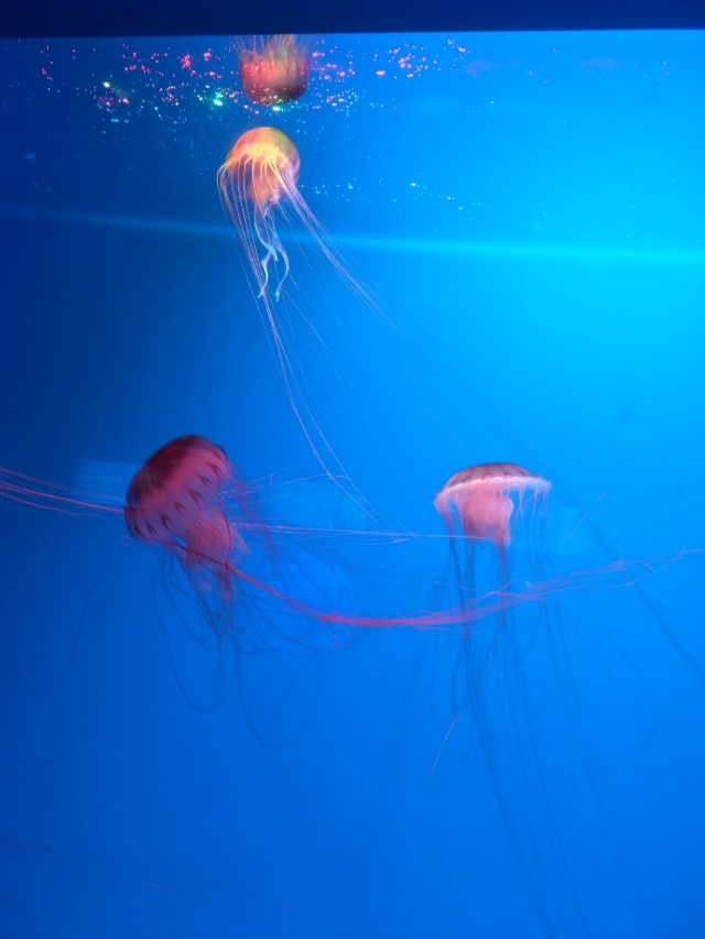 抚顺皇家海洋乐园冲浪馆图片,抚顺皇家极地海洋乐园视频