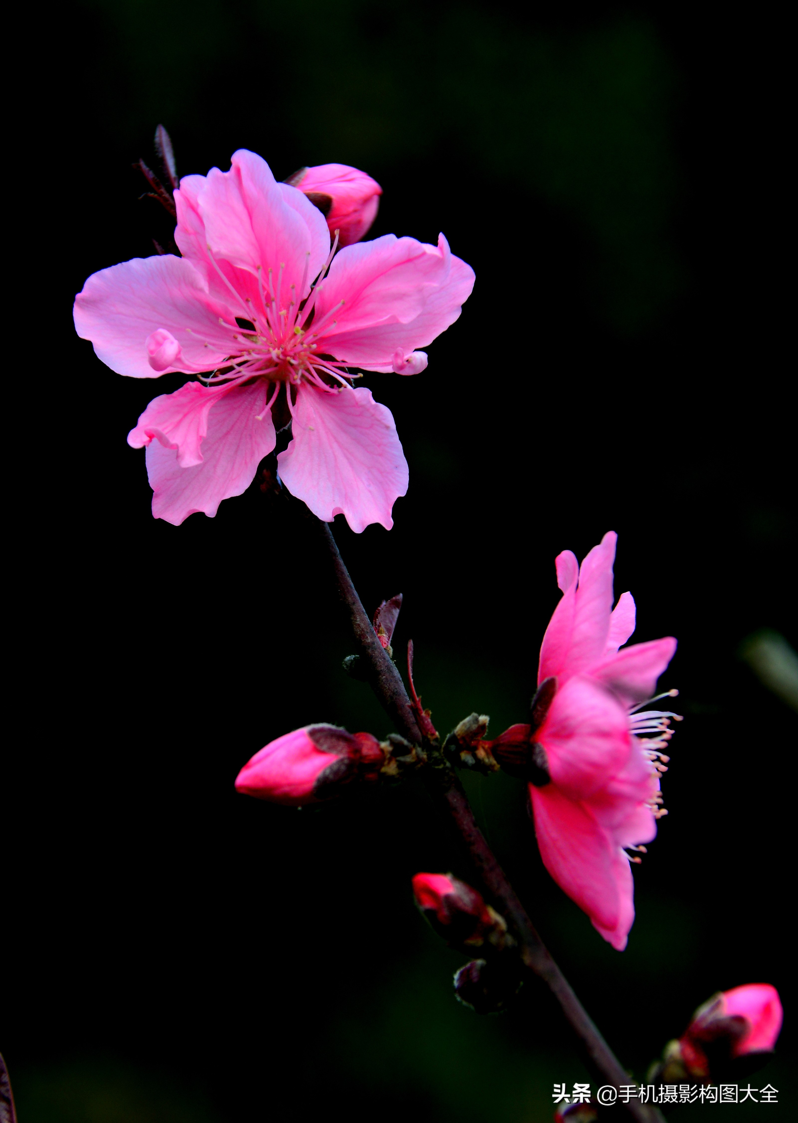 拍花十大必备技巧,拍花的100种构图