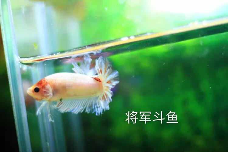 斗鱼的深度解析,斗鱼讨论