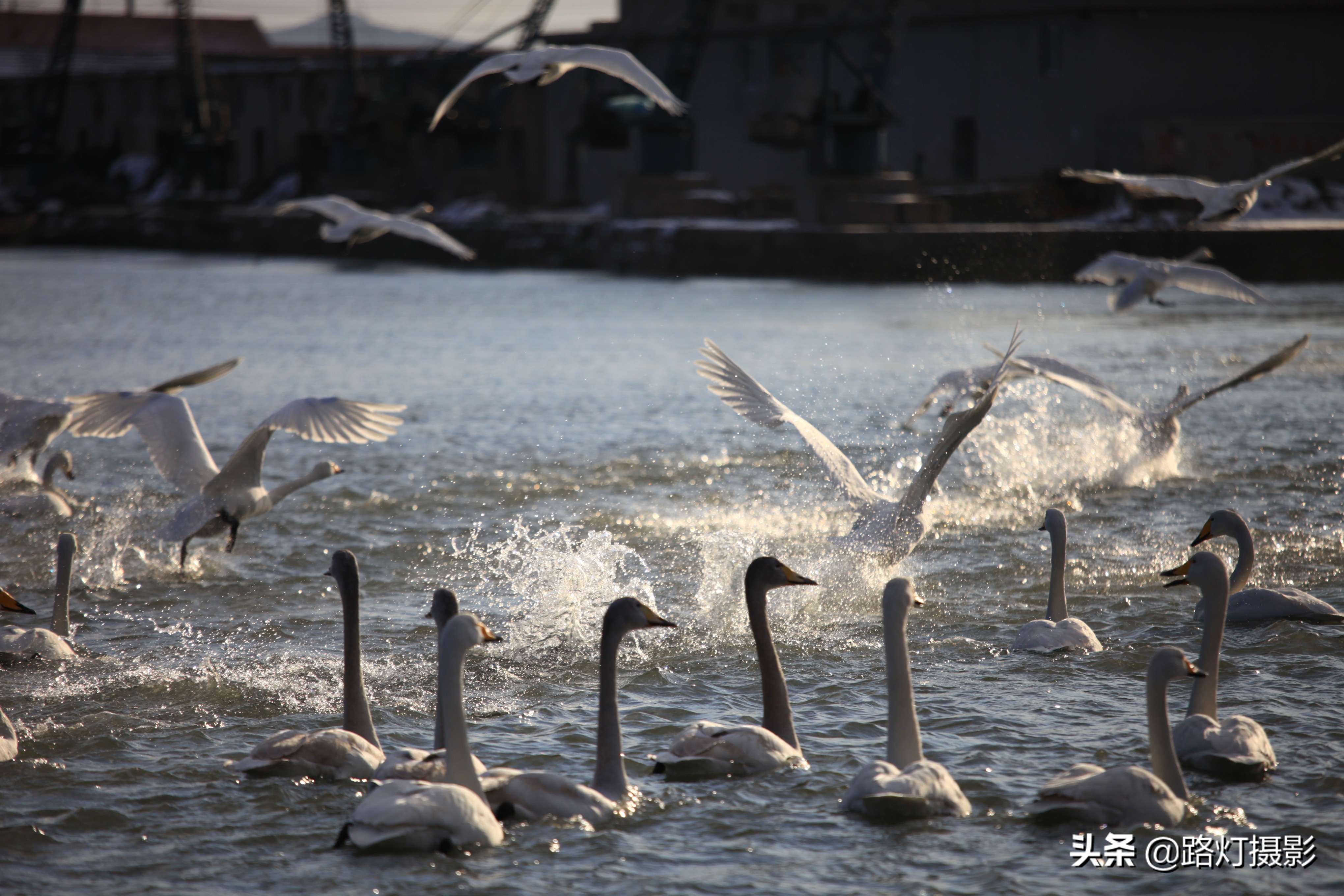 山东半岛最后一片黄金海岸，金沙银滩，海鸥翩舞，真正的世外桃源