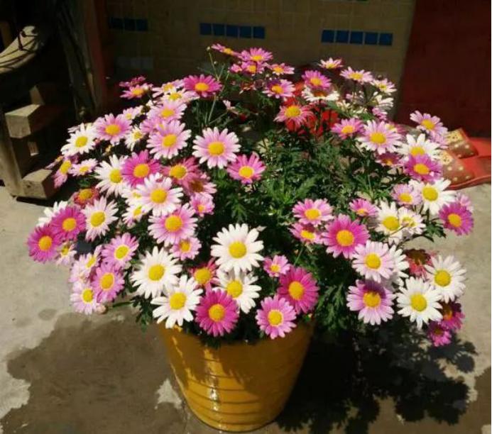 美丽的少女藤本月季,玛格丽特少女之花