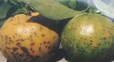 柑橘病虫害最新防治技术,柑橘病虫害详解视频教程