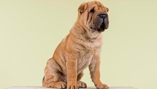 孩子对狗毛过敏还能继续养狗吗,狗毛过敏适合养什么狗